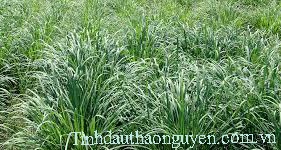 tinh dầu sả Thảo Nguy&ecirc;n